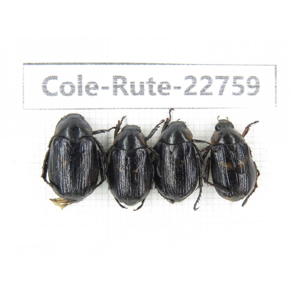 Rutelidae sp. China, Yunnan, Zhaotong, Yiliang county. 4Pcs. Cole-Rute-22759.