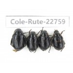 Rutelidae sp. China, Yunnan, Zhaotong, Yiliang county. 4Pcs. Cole-Rute-22759.