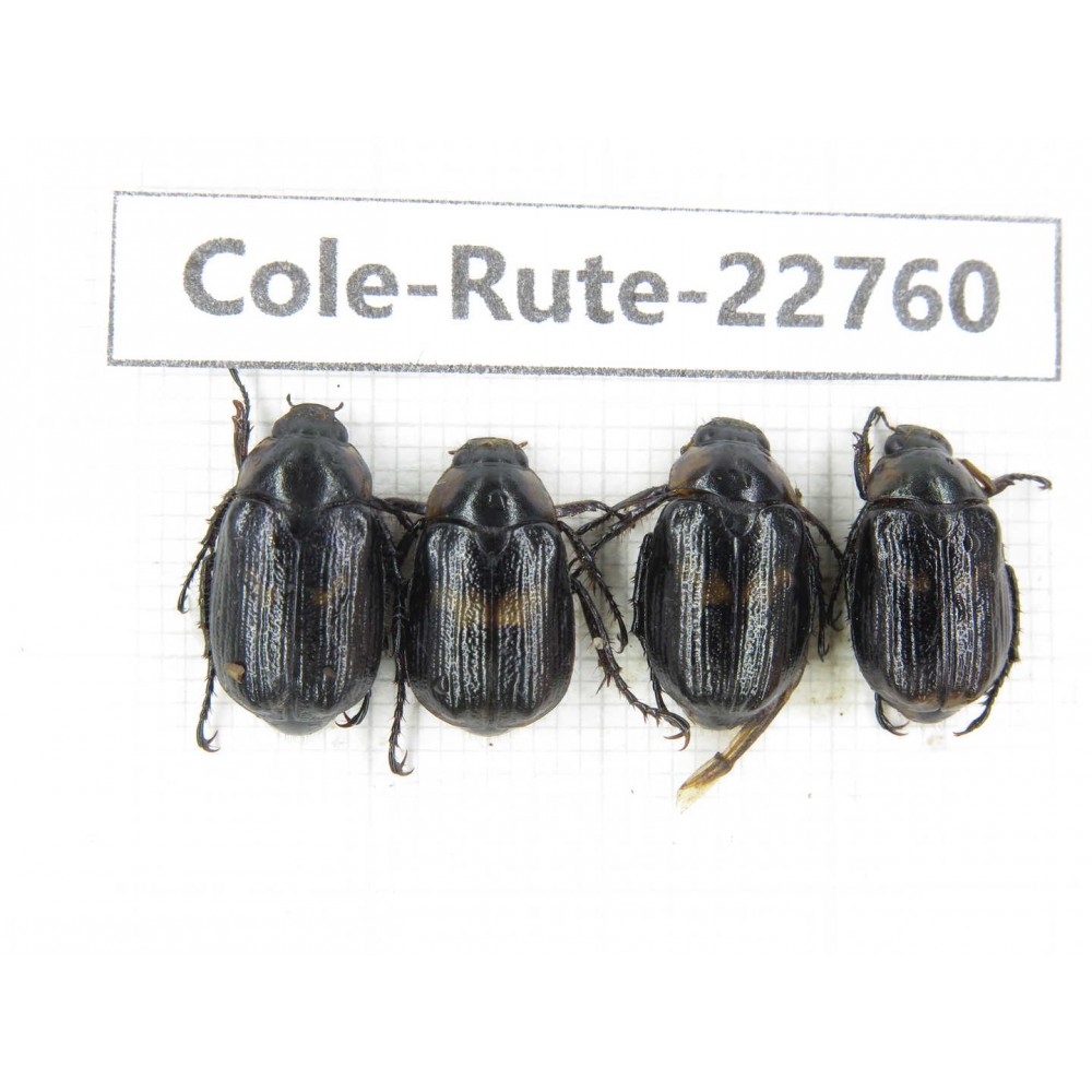 Rutelidae sp. China, Yunnan, Zhaotong, Yiliang county. 4Pcs. Cole-Rute-22760.