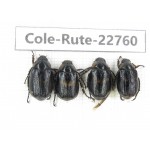 Rutelidae sp. China, Yunnan, Zhaotong, Yiliang county. 4Pcs. Cole-Rute-22760.