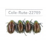Rutelidae sp. China, Yunnan, Zhaotong, Yiliang county. 4Pcs. Cole-Rute-22789.