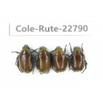 Rutelidae sp. China, Yunnan, Zhaotong, Yiliang county. 4Pcs. Cole-Rute-22790.