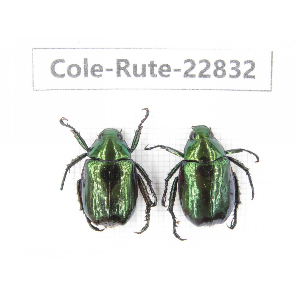 Rutelidae sp. China, Tibet, Linzhi, Bomi county. 2Pcs. Cole-Rute-22832.