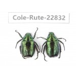 Rutelidae sp. China, Tibet, Linzhi, Bomi county. 2Pcs. Cole-Rute-22832.
