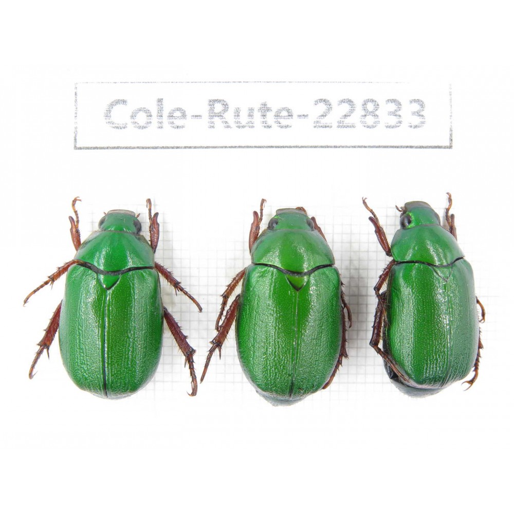 Rutelidae sp. China, Tibet, Linzhi, Bomi county. 3Pcs. Cole-Rute-22833.
