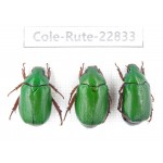 Rutelidae sp. China, Tibet, Linzhi, Bomi county. 3Pcs. Cole-Rute-22833.