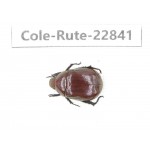 Rutelidae sp. China, Yunnan, Baoshan, Tengchong. 1Pcs. Cole-Rute-22841.
