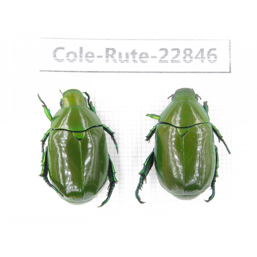 Rutelidae sp. China, Yunnan, Baoshan, Tengchong. 2Pcs. Cole-Rute-22846.