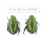 Rutelidae sp. China, Yunnan, Baoshan, Tengchong. 2Pcs. Cole-Rute-22846.