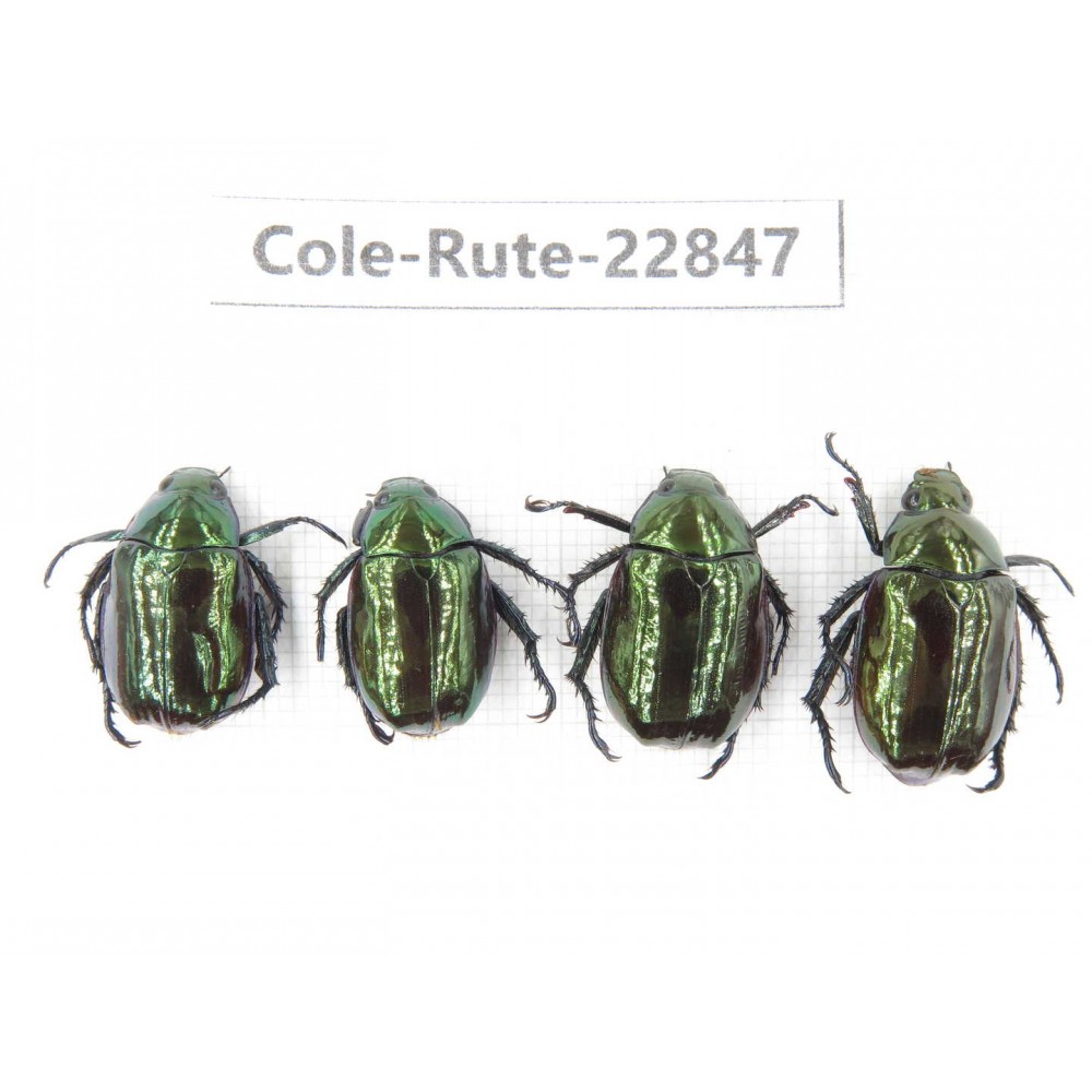 Rutelidae sp. China, Yunnan, Baoshan, Tengchong. 4Pcs. Cole-Rute-22847.