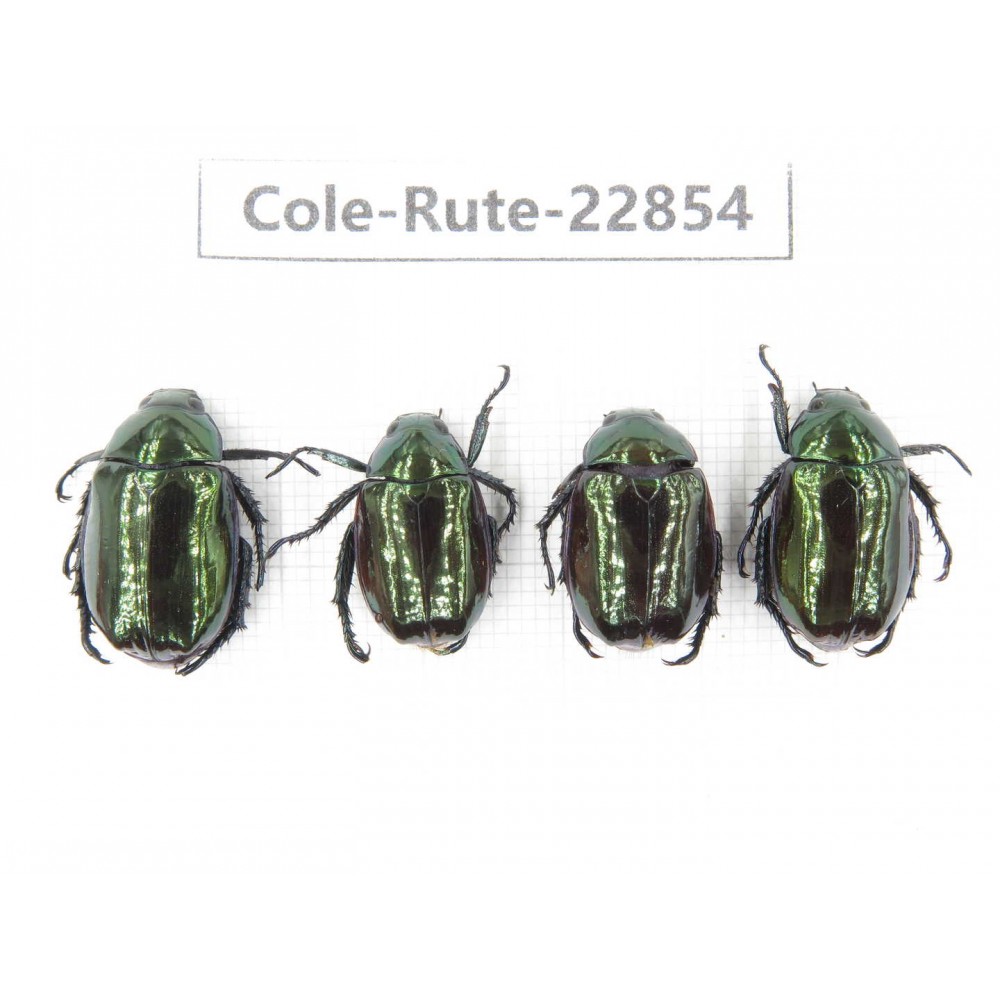 Rutelidae sp. China, Yunnan, Baoshan, Tengchong. 4Pcs. Cole-Rute-22854.