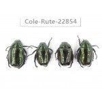 Rutelidae sp. China, Yunnan, Baoshan, Tengchong. 4Pcs. Cole-Rute-22854.