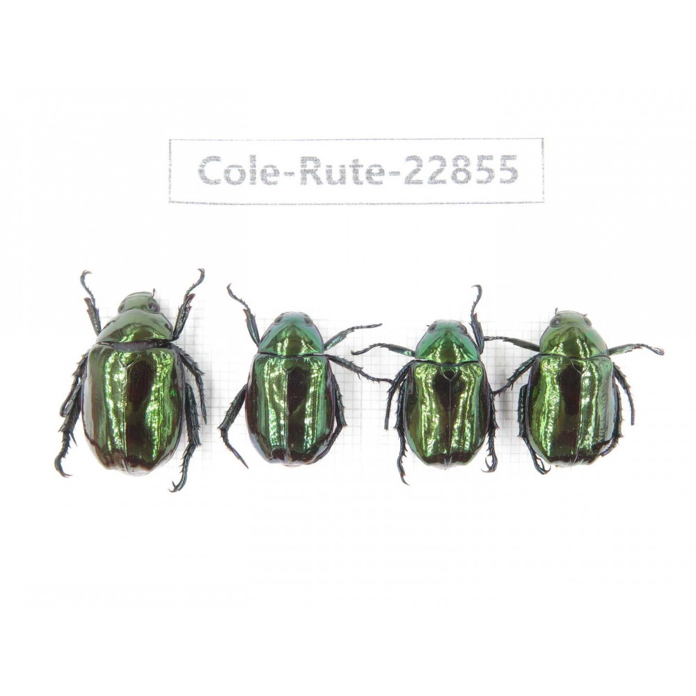 Rutelidae sp. China, Yunnan, Baoshan, Tengchong. 4Pcs. Cole-Rute-22855.