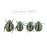 Rutelidae sp. China, Yunnan, Baoshan, Tengchong. 4Pcs. Cole-Rute-22855.