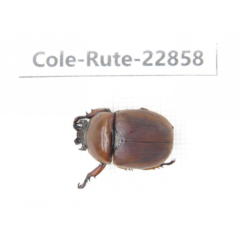 Rutelidae sp. China, Yunnan, Baoshan, Tengchong. 1Pcs. Cole-Rute-22858.