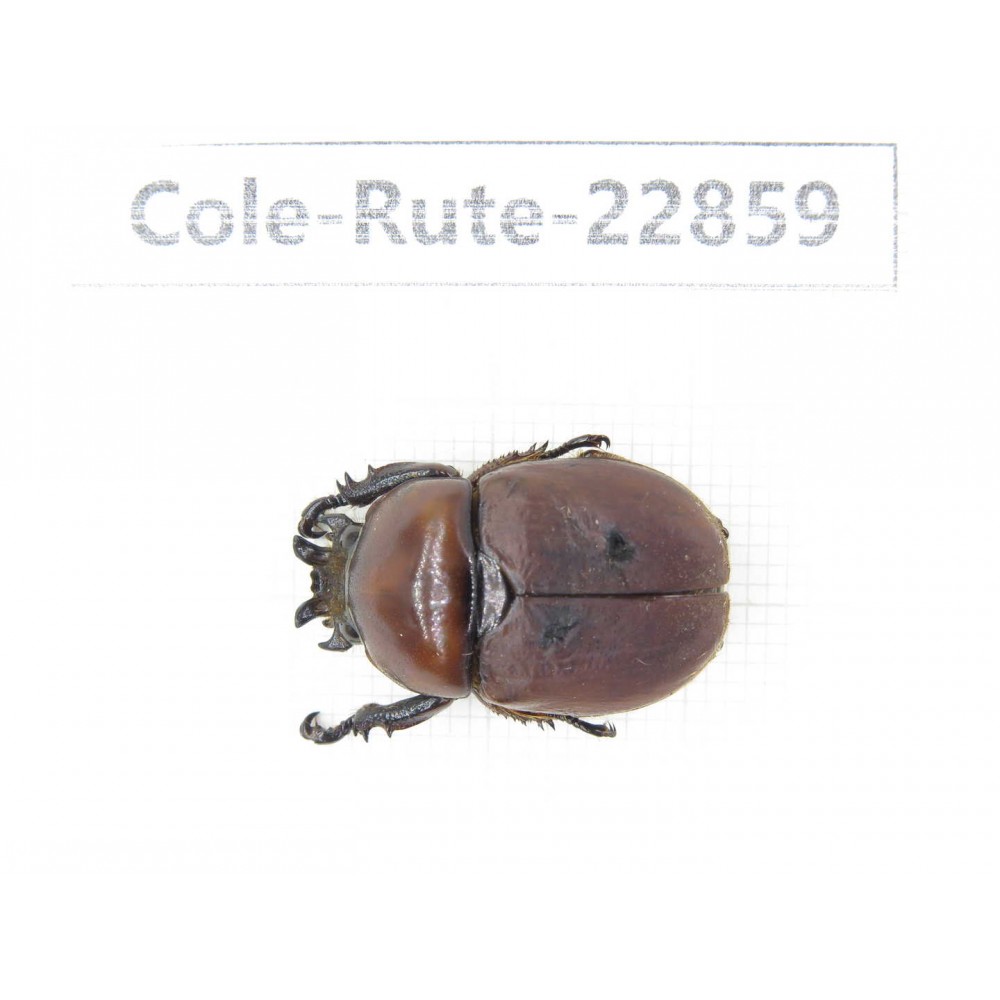 Rutelidae sp. China, Yunnan, Baoshan, Tengchong. 1Pcs. Cole-Rute-22859.