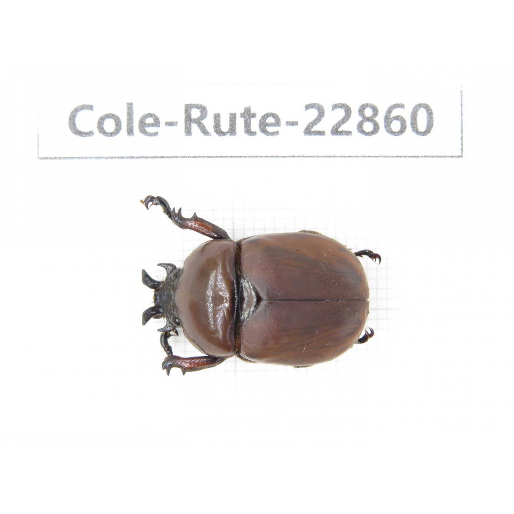 Rutelidae sp. China, Yunnan, Baoshan, Tengchong. 1Pcs. Cole-Rute-22860.