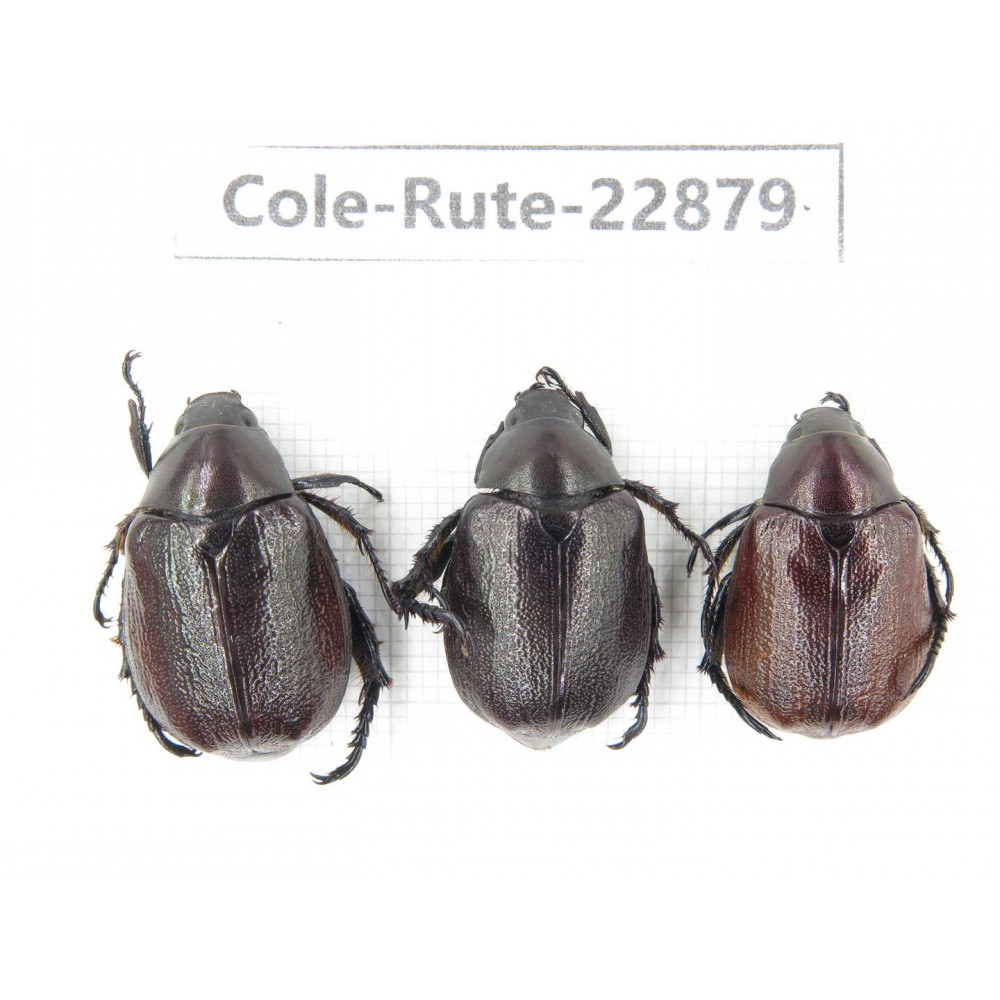 Rutelidae sp. China, Yunnan, Dehong, Longchuan. 3Pcs. Cole-Rute-22879.