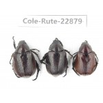 Rutelidae sp. China, Yunnan, Dehong, Longchuan. 3Pcs. Cole-Rute-22879.