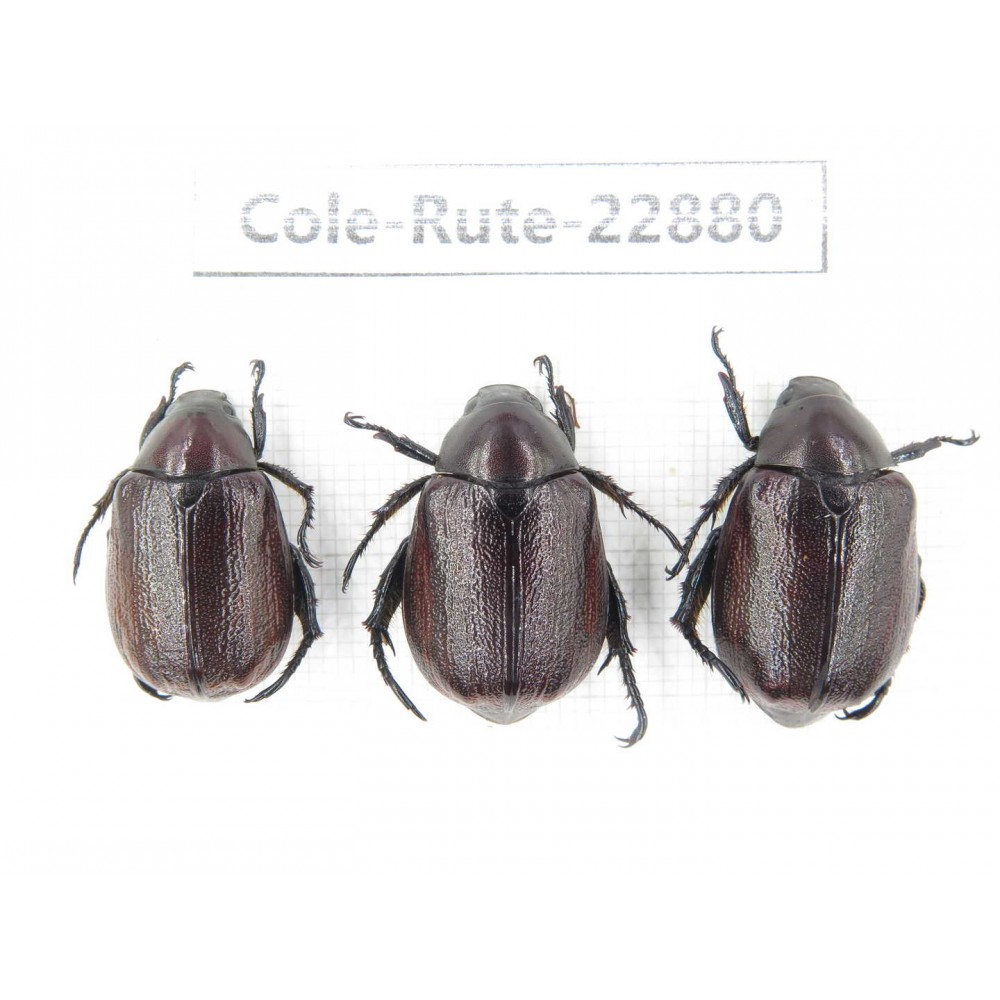 Rutelidae sp. China, Yunnan, Dehong, Longchuan. 3Pcs. Cole-Rute-22880.