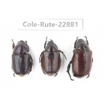 Rutelidae sp. China, Yunnan, Dehong, Longchuan. 3Pcs. Cole-Rute-22881.