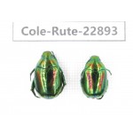 Rutelidae sp. China, Yunnan, Dehong, Longchuan. 2Pcs. Cole-Rute-22893.