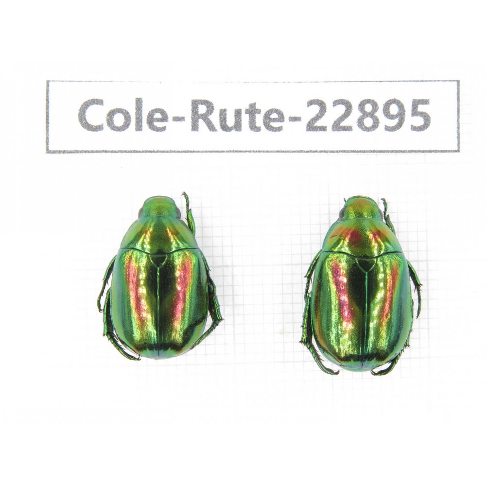 Rutelidae sp. China, Yunnan, Dehong, Longchuan. 2Pcs. Cole-Rute-22895.