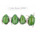 Rutelidae sp. China, Yunnan, Dehong, Longchuan. 4Pcs. Cole-Rute-22901.