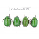 Rutelidae sp. China, Yunnan, Dehong, Longchuan. 4Pcs. Cole-Rute-22902.