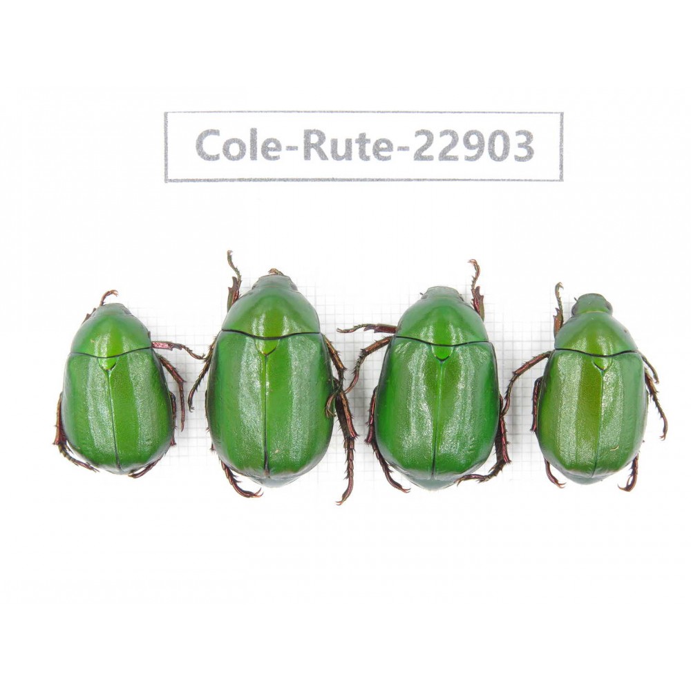 Rutelidae sp. China, Yunnan, Dehong, Longchuan. 4Pcs. Cole-Rute-22903.