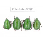 Rutelidae sp. China, Yunnan, Dehong, Longchuan. 4Pcs. Cole-Rute-22903.