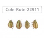 Rutelidae sp. China, Yunnan, Dehong, Longchuan. 4Pcs. Cole-Rute-22911.