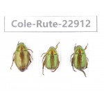 Rutelidae sp. China, Yunnan, Dehong, Longchuan. 3Pcs. Cole-Rute-22912.