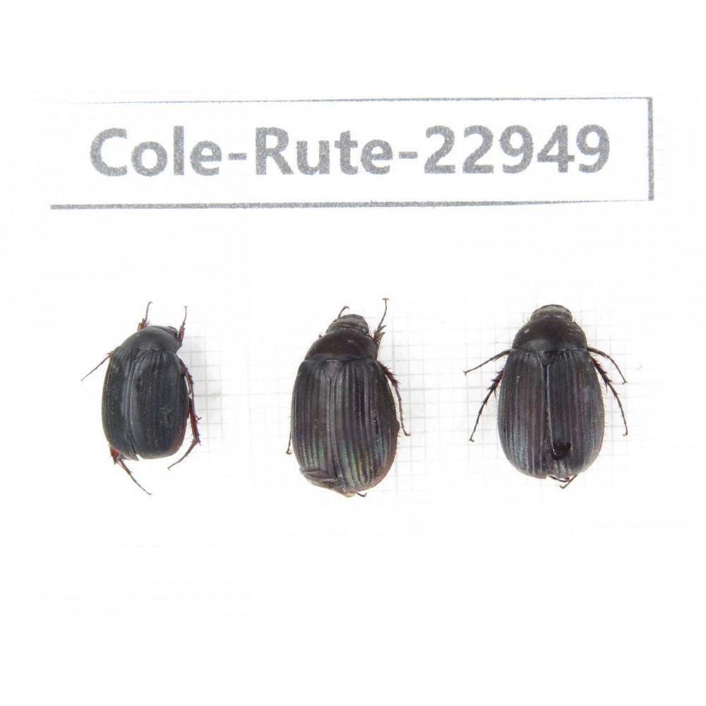 Rutelidae sp. China, Yunnan, Dehong, Longchuan. 3Pcs. Cole-Rute-22949.