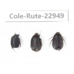 Rutelidae sp. China, Yunnan, Dehong, Longchuan. 3Pcs. Cole-Rute-22949.