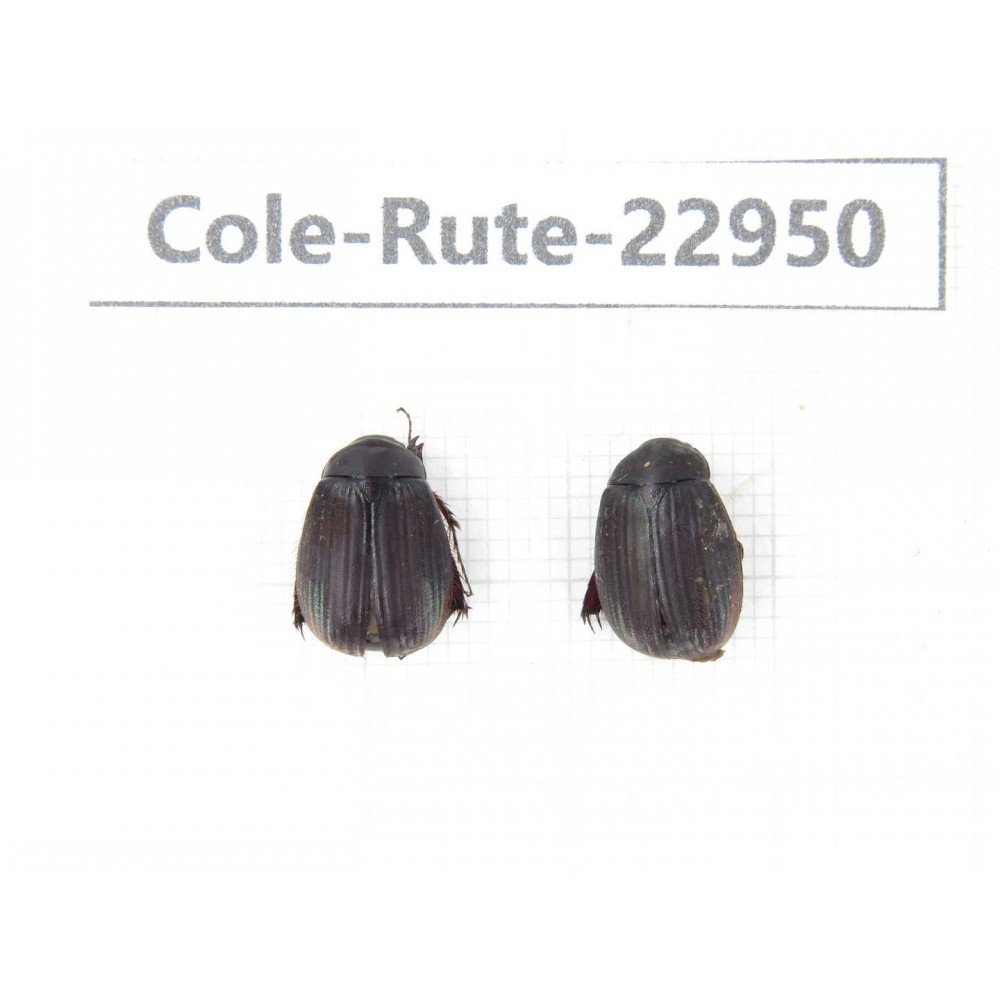 Rutelidae sp. China, Yunnan, Dehong, Longchuan. 2Pcs. Cole-Rute-22950.