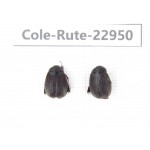 Rutelidae sp. China, Yunnan, Dehong, Longchuan. 2Pcs. Cole-Rute-22950.