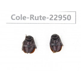 Rutelidae sp. China, Yunnan, Dehong, Longchuan. 2Pcs. Cole-Rute-22950.