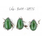 Rutelidae sp. China, Yunnan, Dehong, Longchuan. 3Pcs. Cole-Rute-22975.