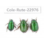 Rutelidae sp. China, Yunnan, Dehong, Longchuan. 3Pcs. Cole-Rute-22976.