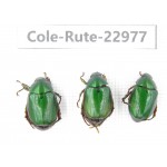 Rutelidae sp. China, Yunnan, Dehong, Longchuan. 3Pcs. Cole-Rute-22977.