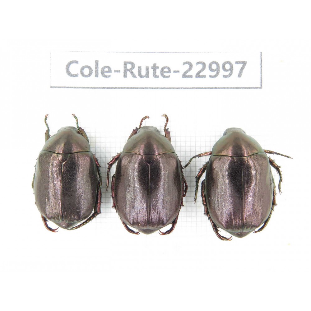 Rutelidae sp. China, Yunnan, Dehong, Longchuan. 3Pcs. Cole-Rute-22997.