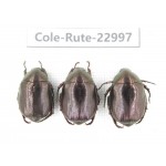 Rutelidae sp. China, Yunnan, Dehong, Longchuan. 3Pcs. Cole-Rute-22997.