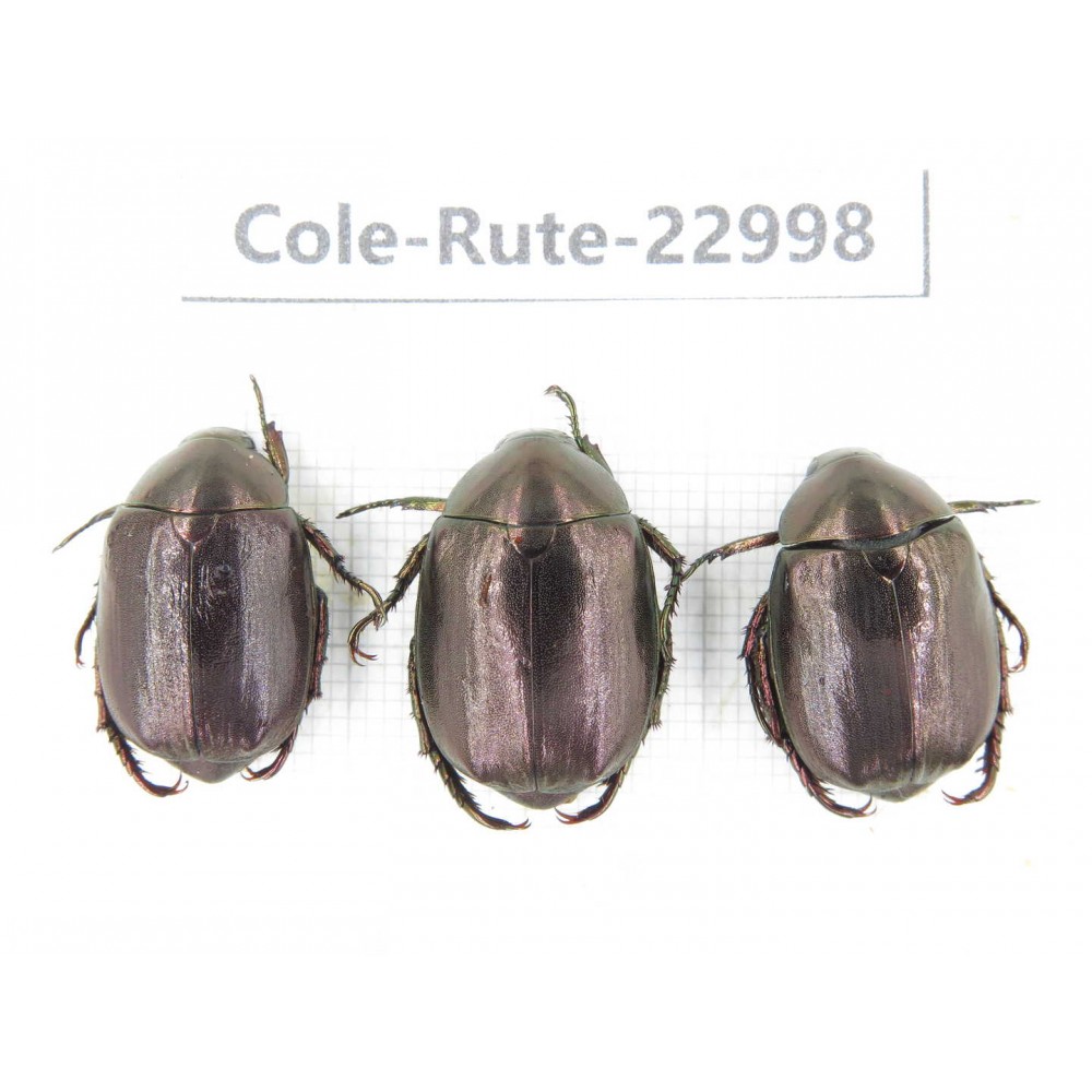 Rutelidae sp. China, Yunnan, Dehong, Longchuan. 3Pcs. Cole-Rute-22998.