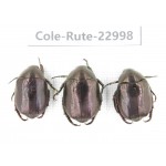 Rutelidae sp. China, Yunnan, Dehong, Longchuan. 3Pcs. Cole-Rute-22998.