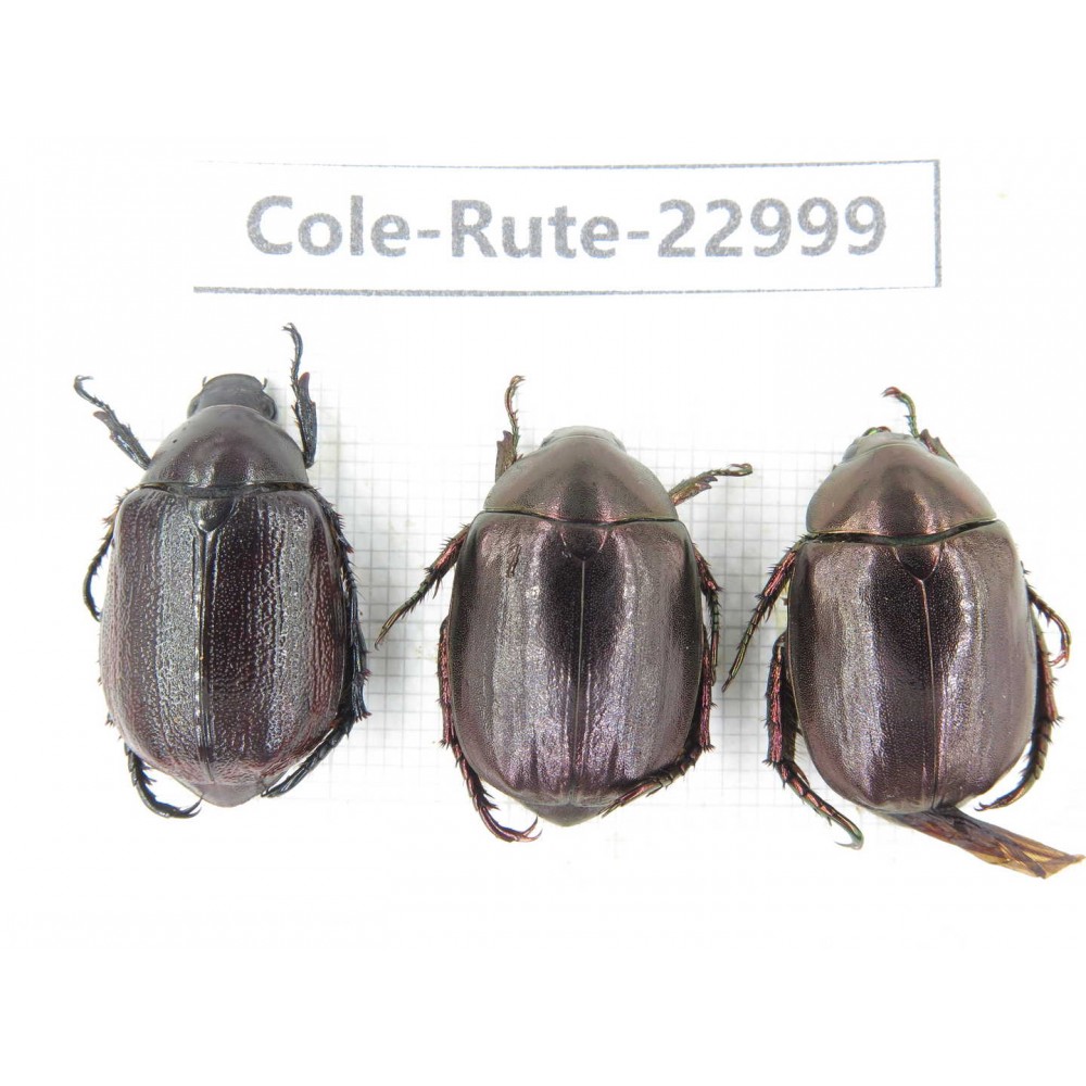 Rutelidae sp. China, Yunnan, Dehong, Longchuan. 3Pcs. Cole-Rute-22999.