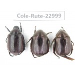 Rutelidae sp. China, Yunnan, Dehong, Longchuan. 3Pcs. Cole-Rute-22999.