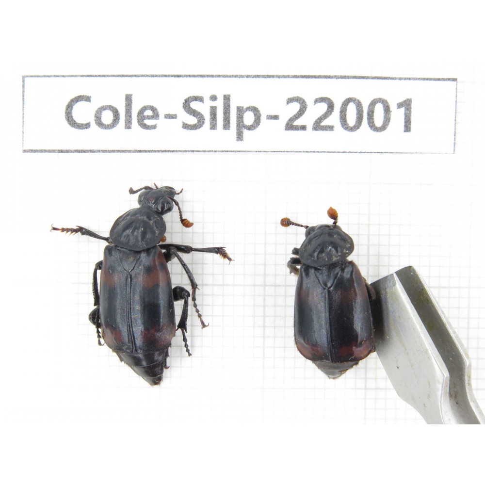 Silphidae sp. China, Tibet, Linzhi, Bomi county. 2Pcs. Cole-Silp-22001.