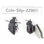 Silphidae sp. China, Tibet, Linzhi, Bomi county. 2Pcs. Cole-Silp-22001.