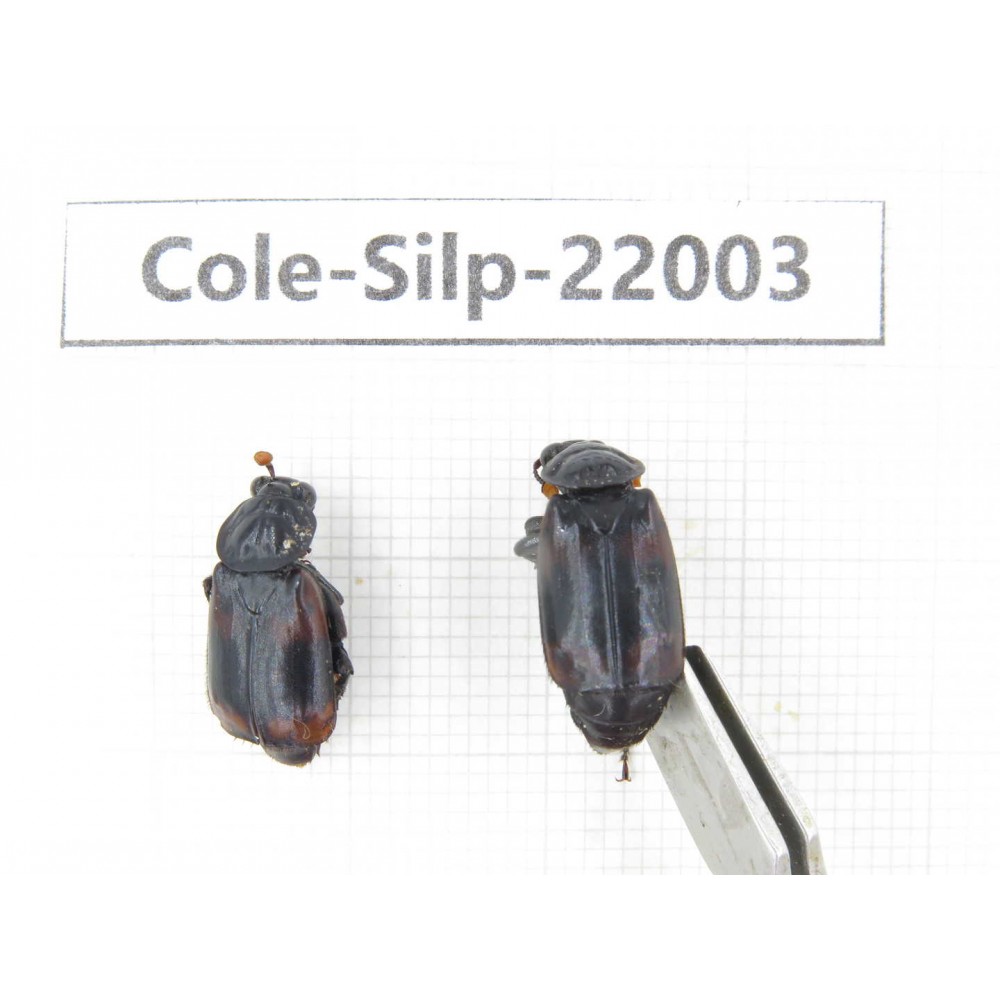 Silphidae sp. China, Tibet, Linzhi, Bomi county. 2Pcs. Cole-Silp-22003.